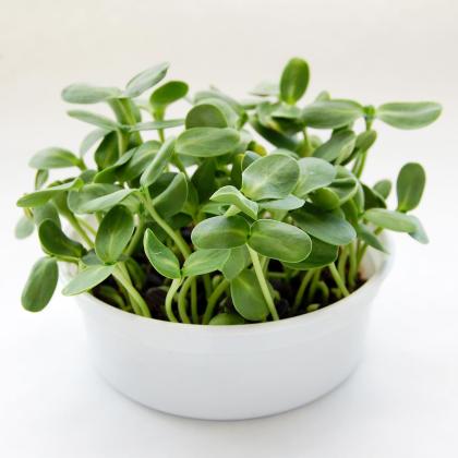 Any microgreens can be grown in soil and most varieties can also be grown hydroponically. Photo courtesy of True Leaf Market