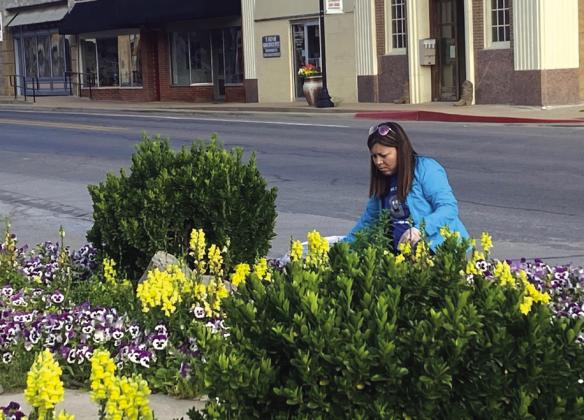 Volunteer Lucia Martinez is helping clean out the downtown flower beds in front of the Courthouse.